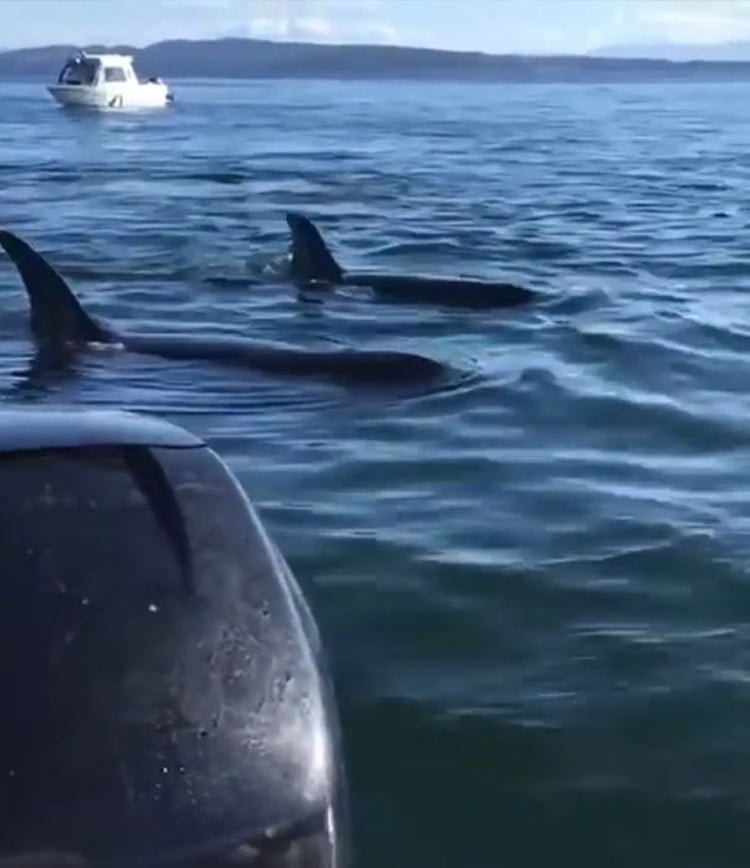 foca astuta