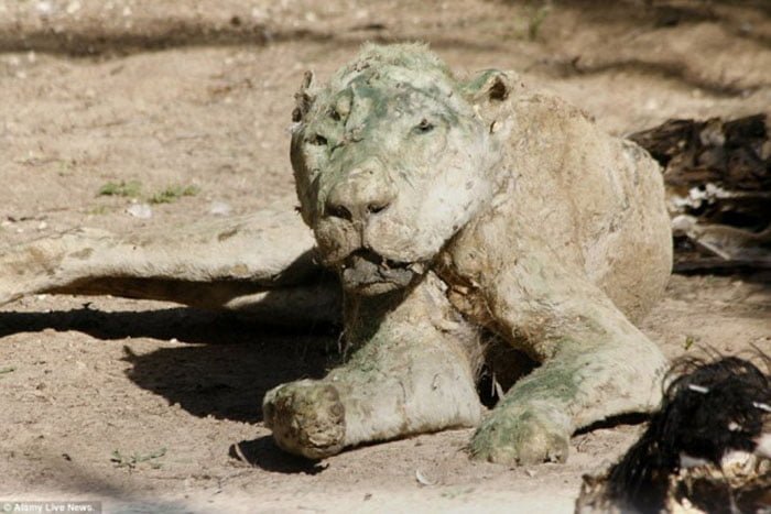 peor zoo del mundo