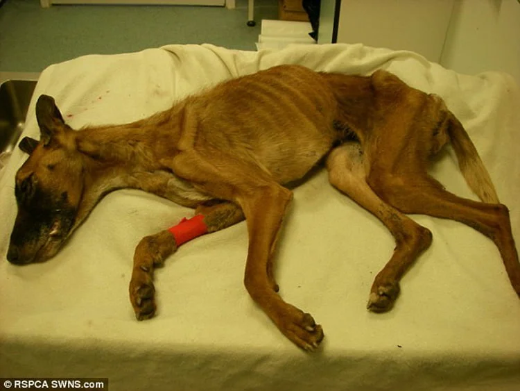 perro en estado de desnutrición