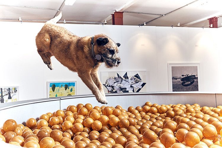 perro en recipiente de croquetas