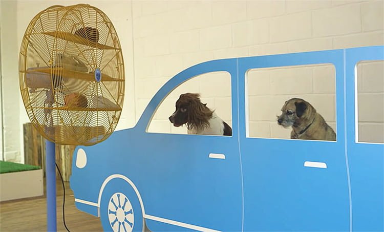 perros en el auto
