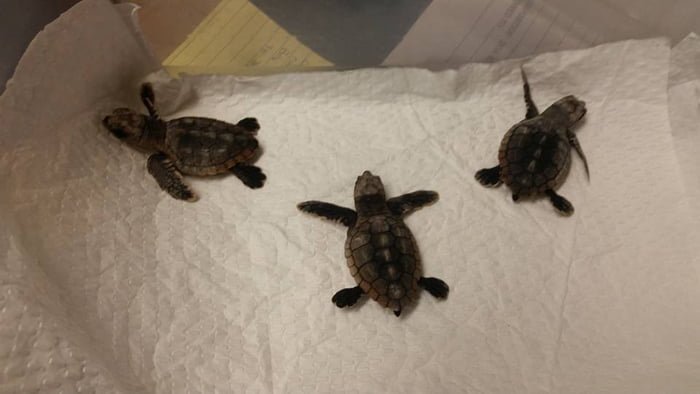 rescate de tortugas