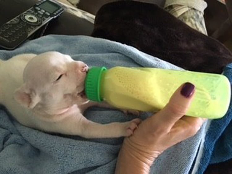 Cachorro