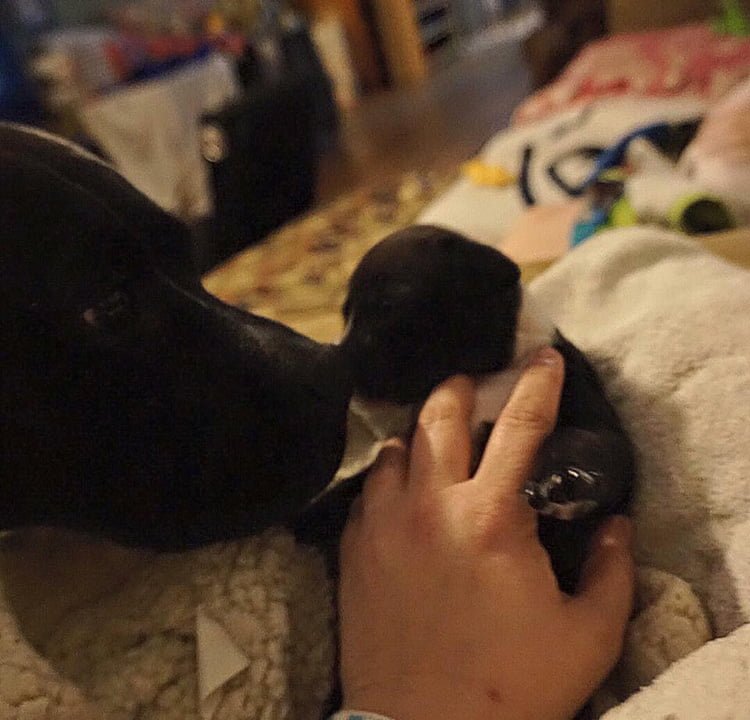 Cachorros recién nacidos Cachorro bebé