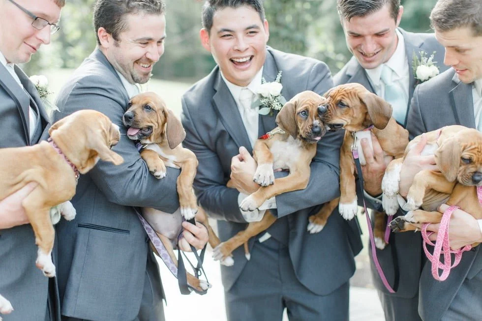 Cachorros en una boda