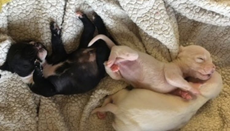 Cachorros recién nacidos