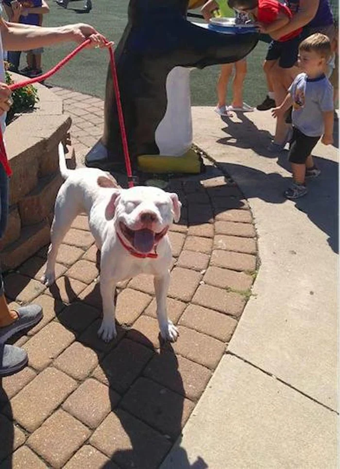 Perro abandonado en el patio se va de excursión y no puede dejar de sonreír 4 elmo sonriendo
