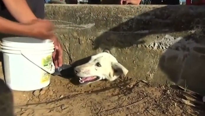 Esta perra intentaba conseguir alimento y quedó atrapada Esta perra intentaba conseguir alimento y quedó atrapada