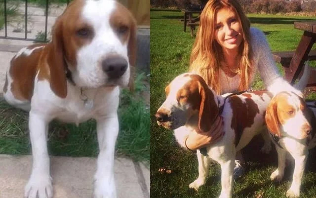 Este perro ha esperado sentado fuera de la casa de su humano el regreso de su hermano que probablemente ha sido secuestrado desde hace dos años