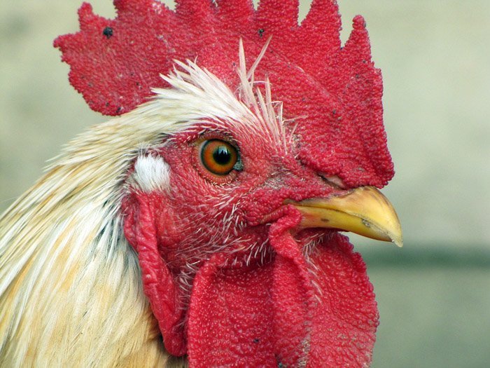Las Gallina consumen tanto plantas como insectos