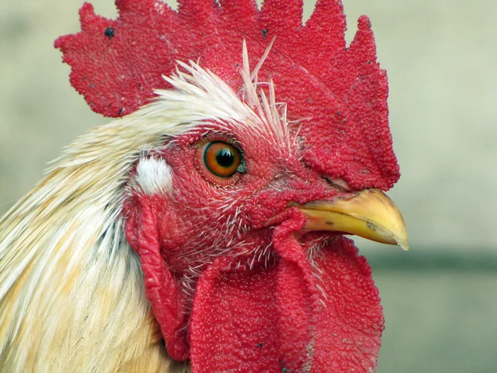 Las Gallina consumen tanto plantas como insectos