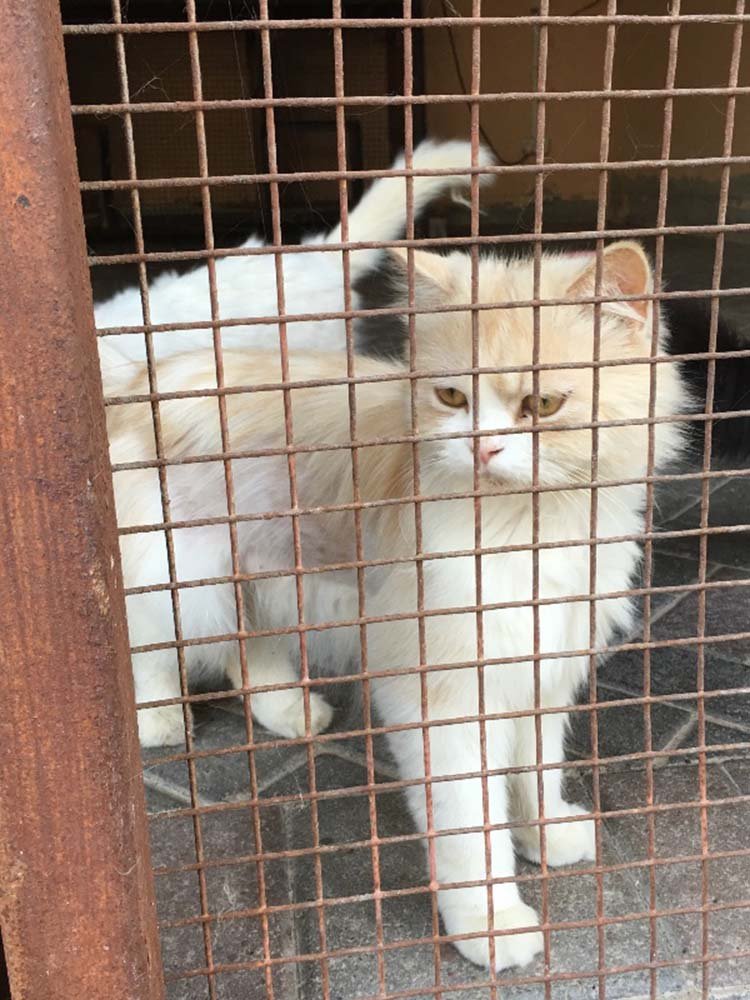 Gato encerrado en el zoo de Arabia Saudita