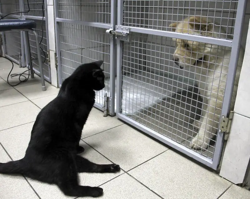 Gato paralítico brinda consuelo a otros animales