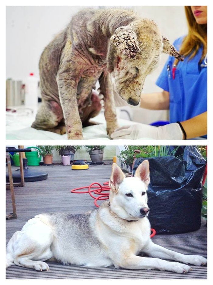 Helen transformación
