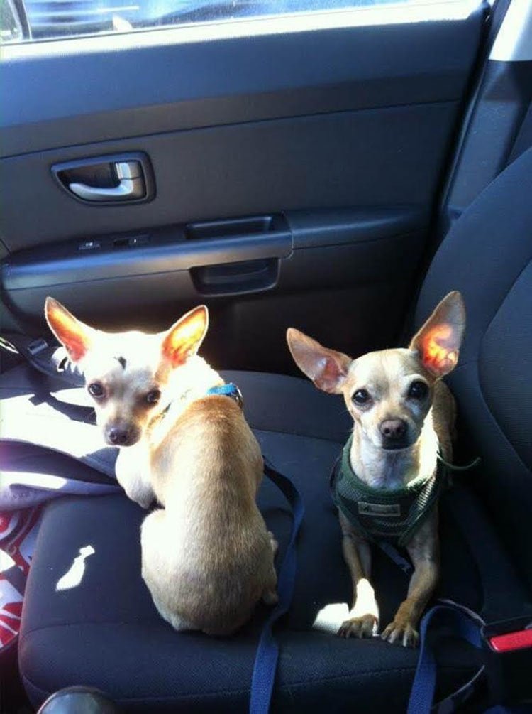 Lola y Chip