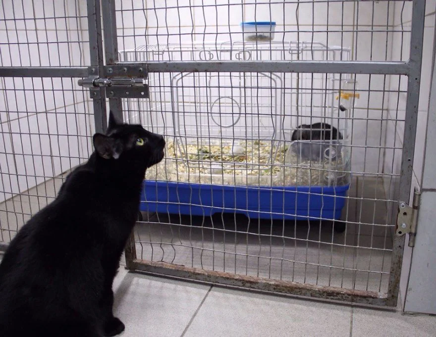 Lucifer cuida a otros animales