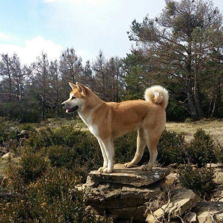 Maya de paseo