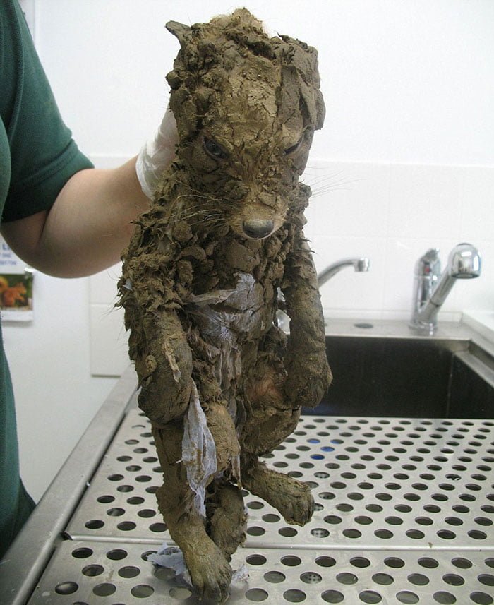 misterioso animal