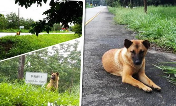 Muere el perro esperando a su familia