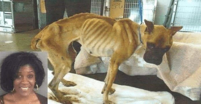 Mujer dejó morir de hambre a su perro pero fue liberada