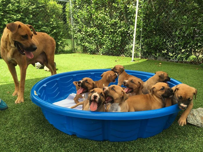 Nana y sus cachorros