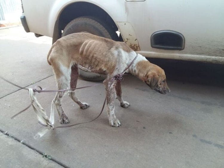 Niños en edad escolar violaron a un perro