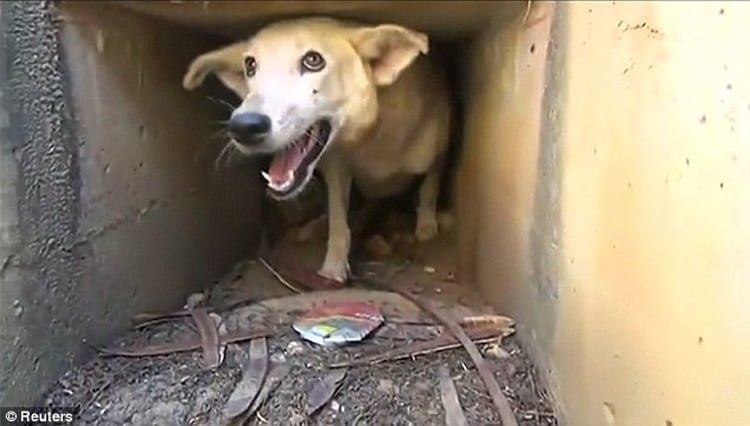 Nikki en libertad Nikki en libertad