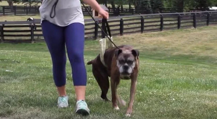 Padre tiene Mielopatía degenerativa