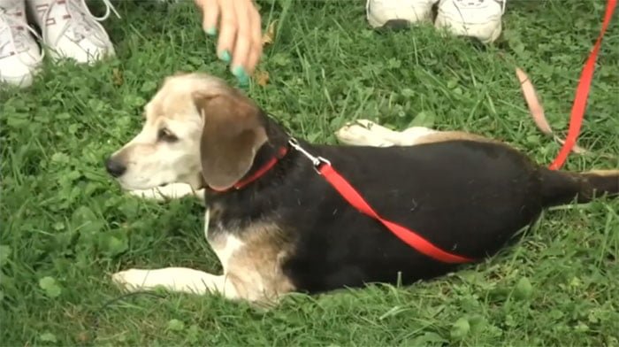 Pareja rescata a un perro de ahogarse