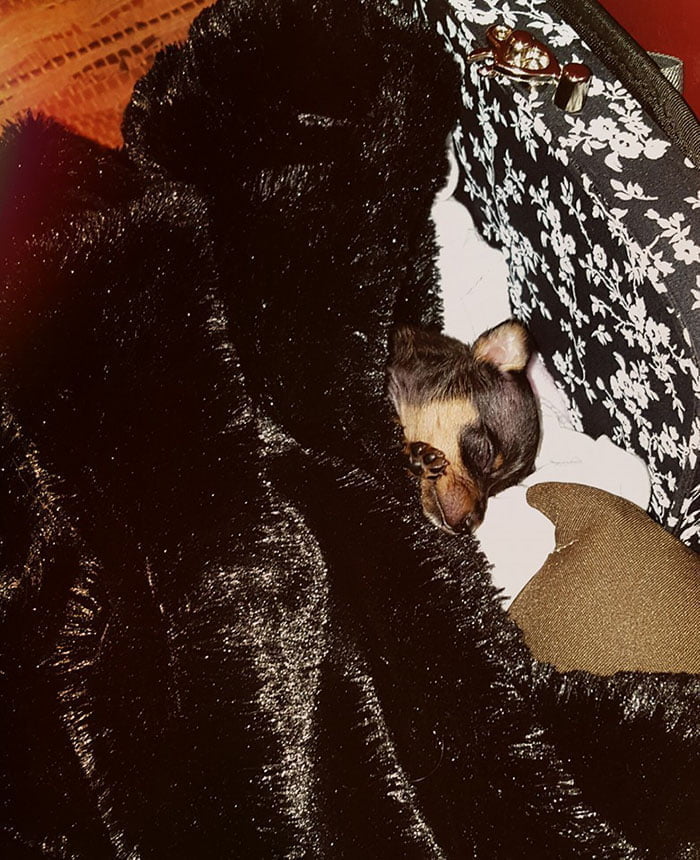 Pequeño perro mutilado Pequeño perro mutilado