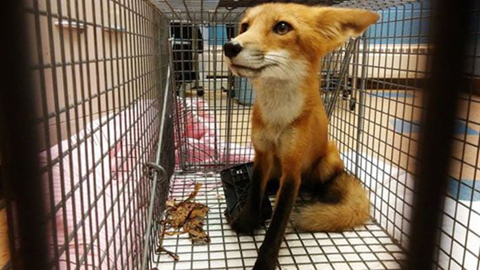 Pequeño zorro herido Pequeño zorro herido
