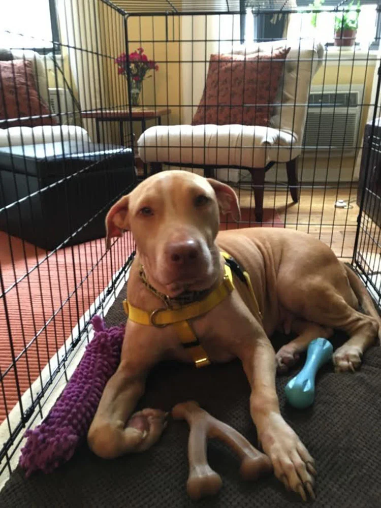 Perra abandonada en la estación del tren