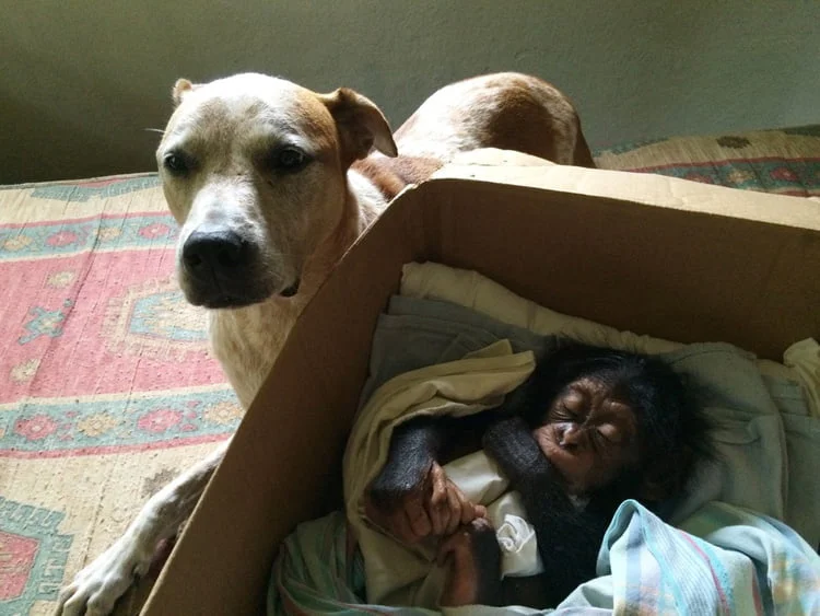 Perra ayuda a chimpace