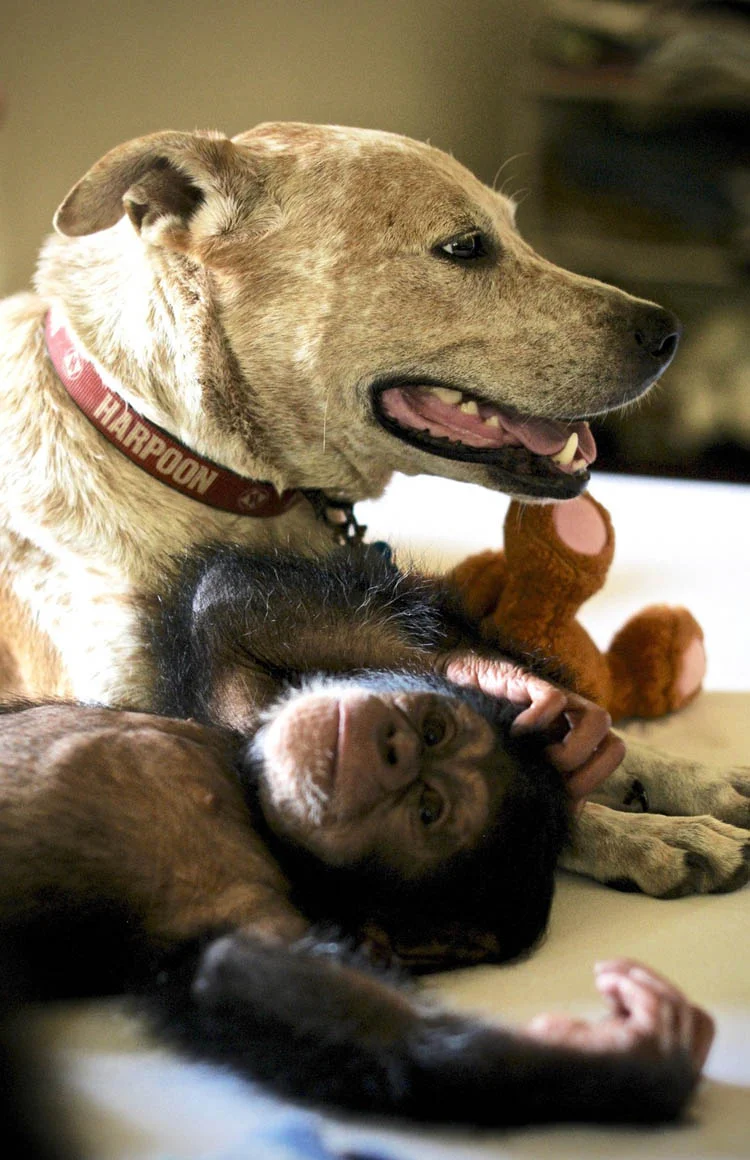 Perra consuela chimpance