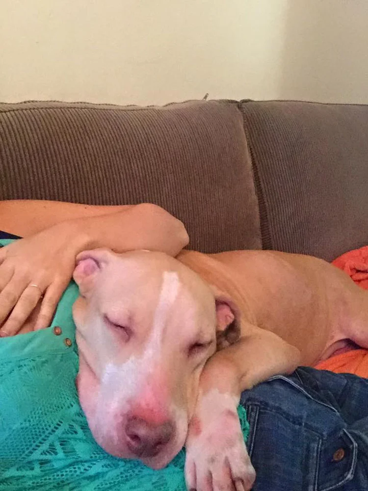 Perra fue abandonada