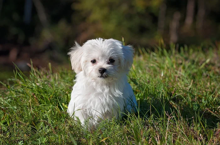 Perrito, evitar que tu perro ladre