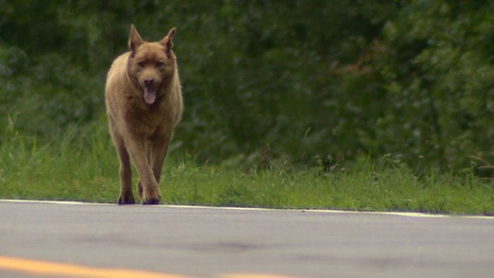 Perro camina 4 millas para saludar