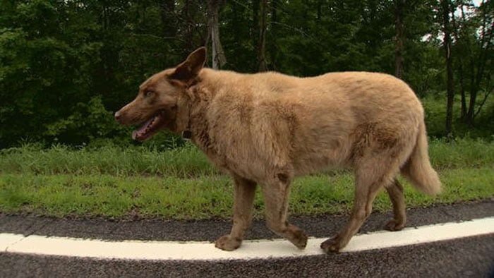Perro camina más de 6 kilometros para saludar a la gente