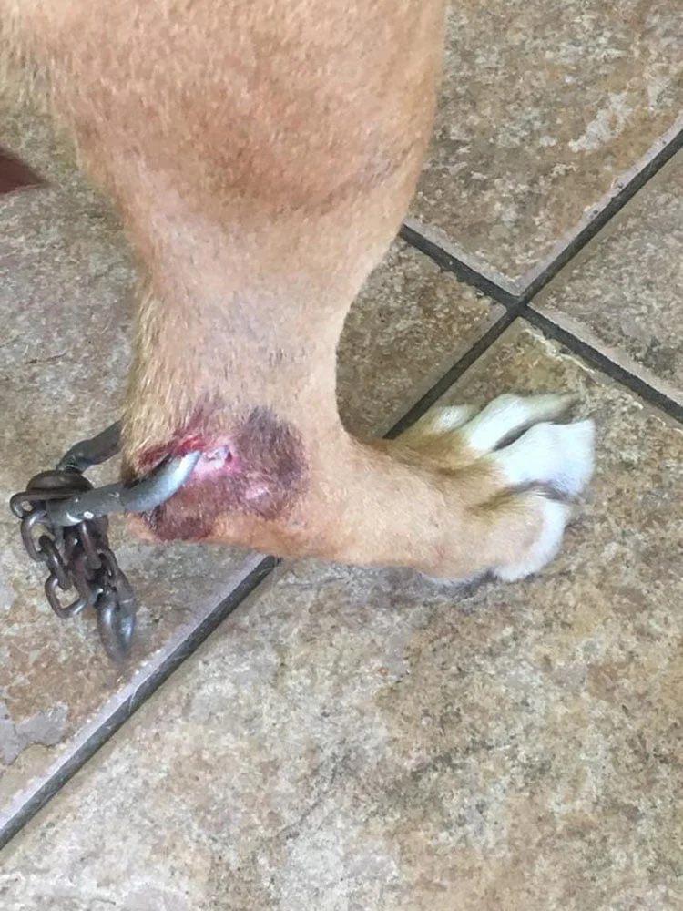 Perro con una abrazadera metálica en su pata Perro con una abrazadera metálica en su pata