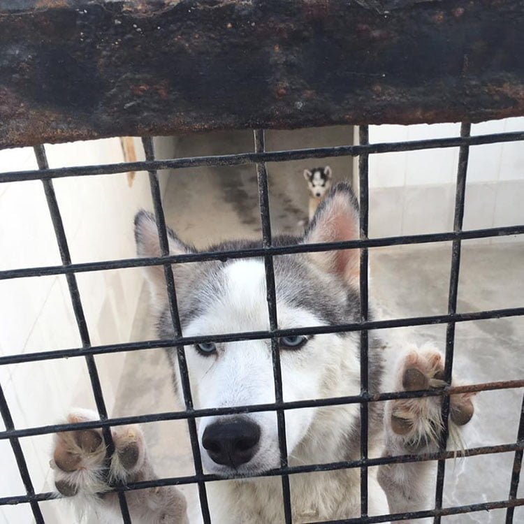 Perro en el zoólogico de Arabia