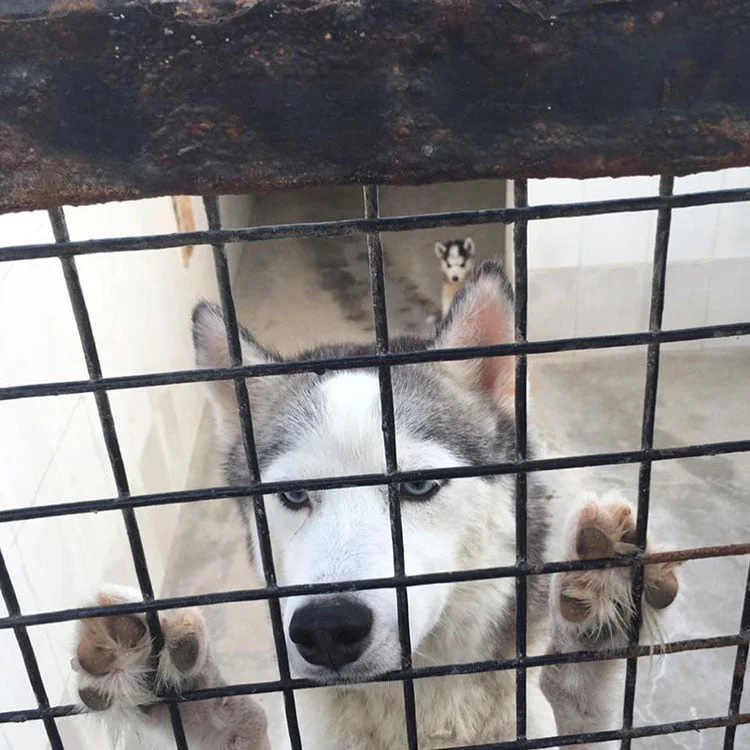Perro en el zoólogico de Arabia Perro en el zoólogico de Arabia