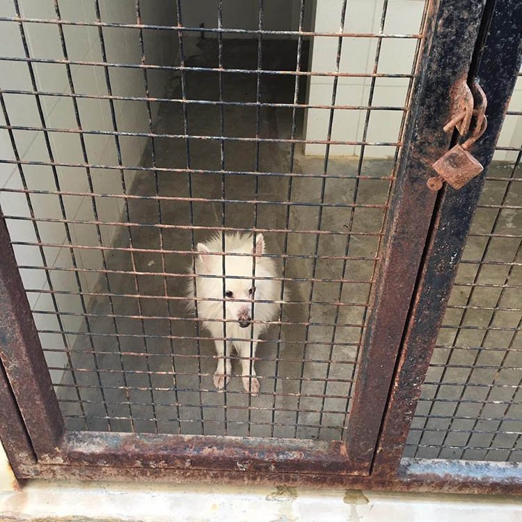 Perro en zoo de Arabia Saudita