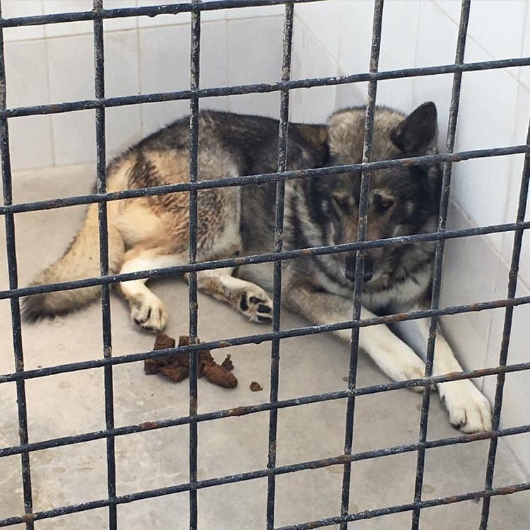 Perro encerrado en el zoo