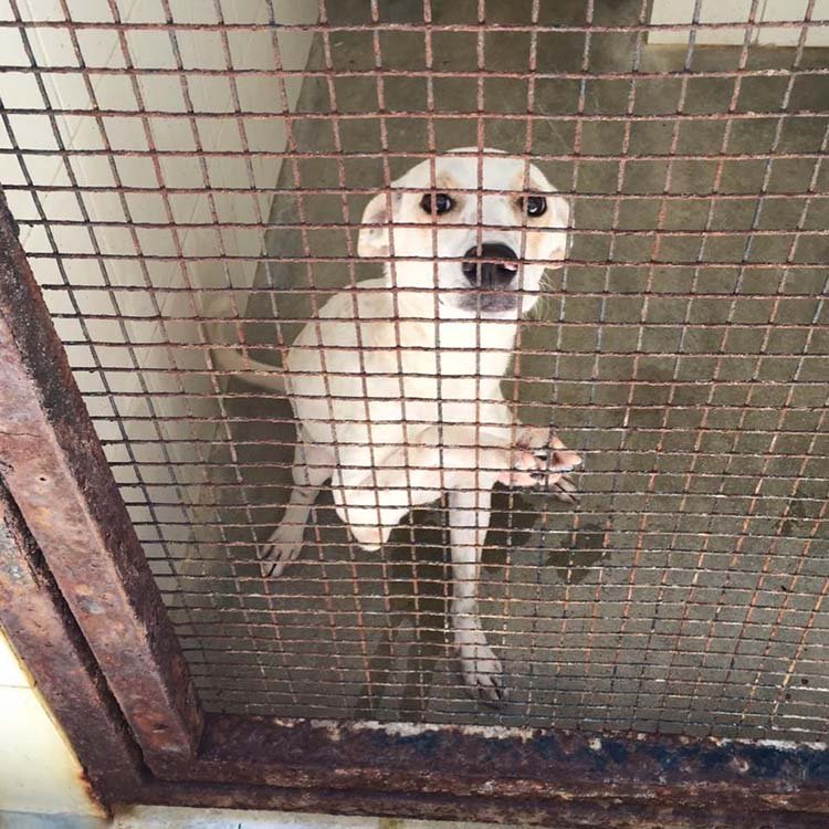 Perro encerrado en el zoológico