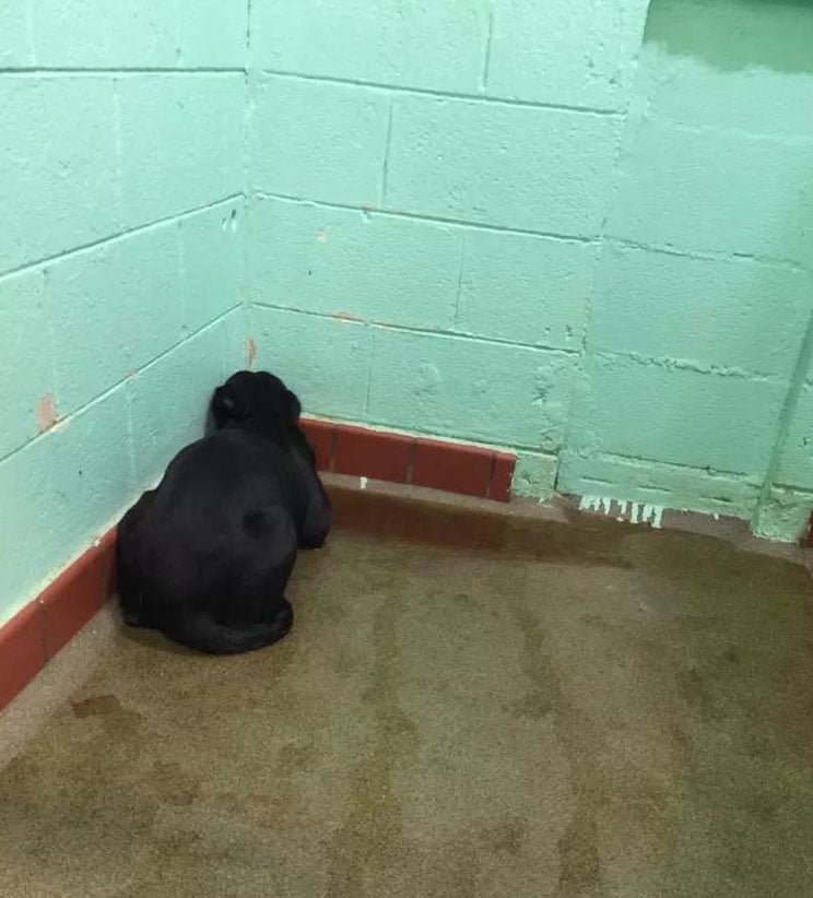 Perro mira la pared en refugio