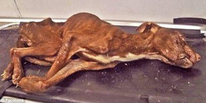 Perro regreso de la muerte