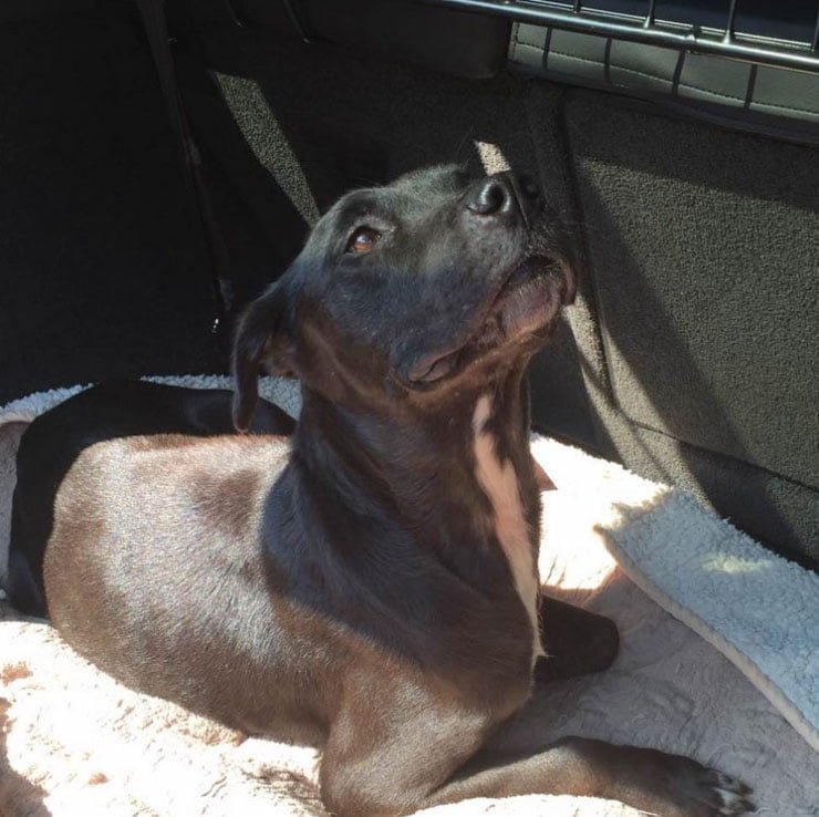 Perro rescatado