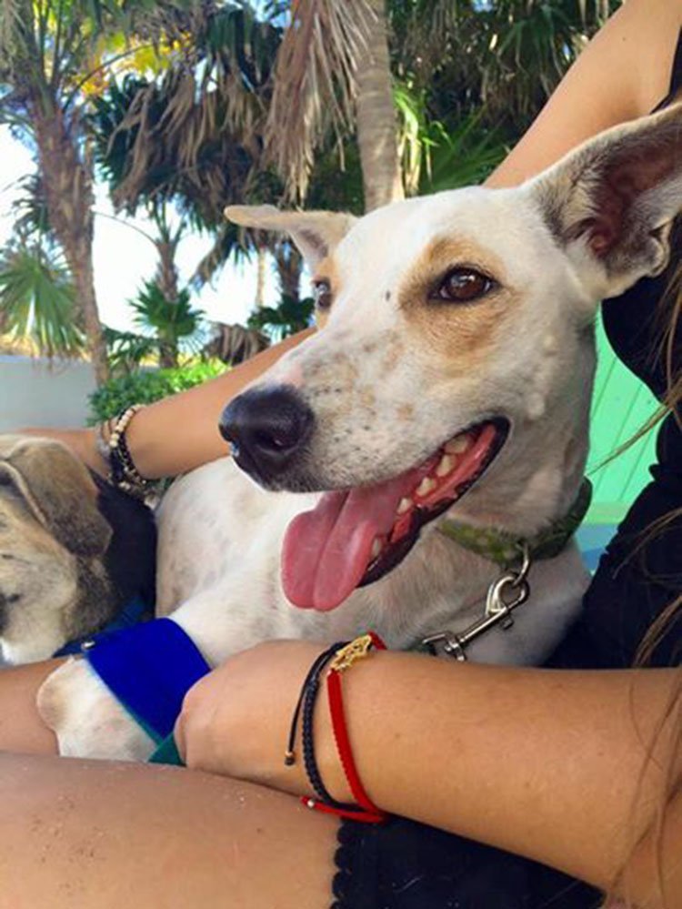 Perro rescatado de un zoo