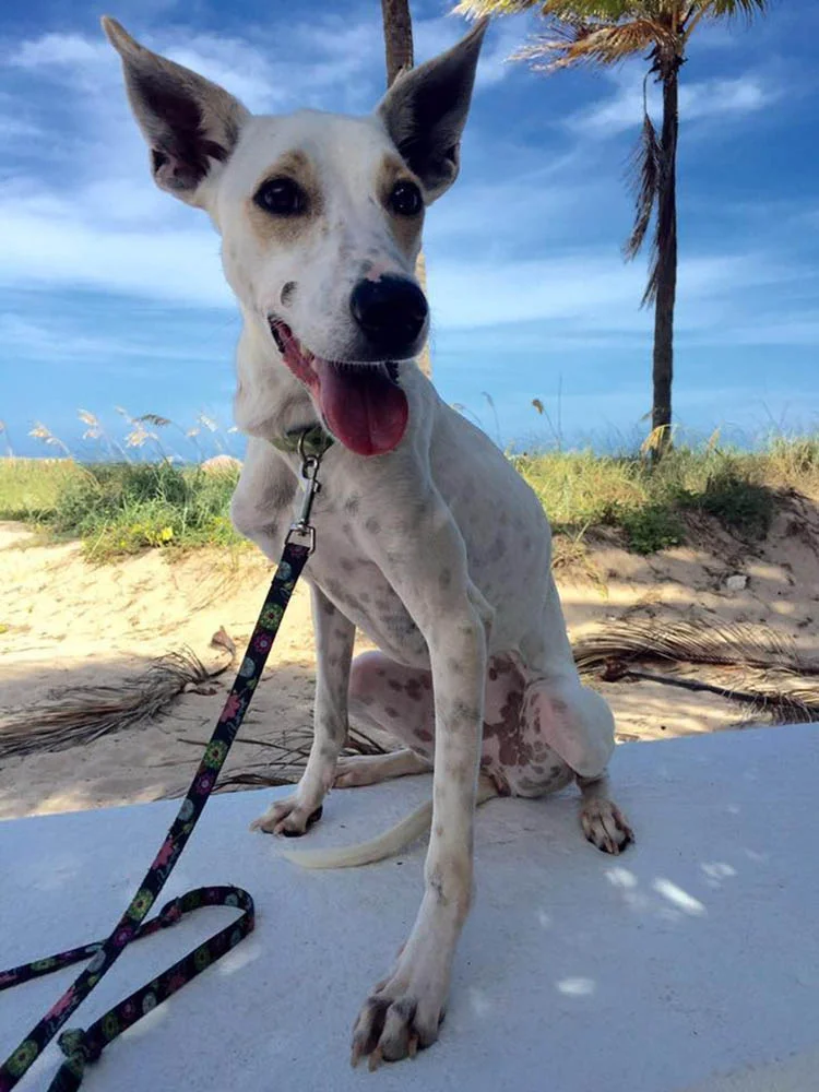 Perro rescatado de zoológico Perro rescatado de zoológico