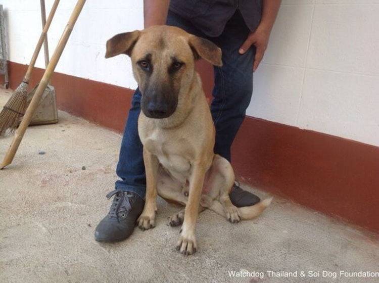 Perro rescatado del comercio de carne de perro